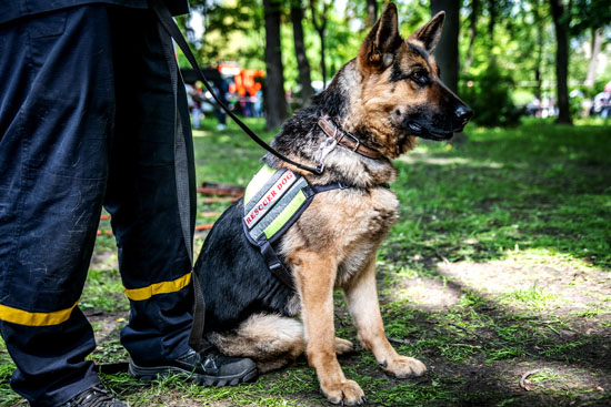 Security Dogs and Their Handlers